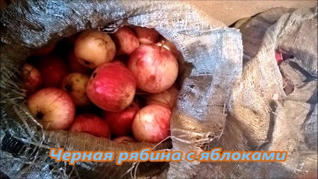 Песня закатились яблоки под рябины. Сорт яблок ред чиф. яблоки ред чиф 1кг. яблоки ред делишес. пакет с яблоками.