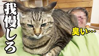 猫にこれをされると最大級に信頼されているそうだ!【家猫あるある3選】