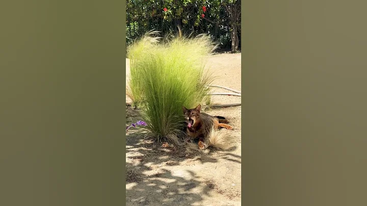 Watch the video about Tiger the Savannah Cat in the jungle