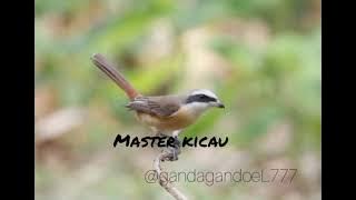suara burung pentet monyet @gandagandoeLkicau777#masteranburung #masteranmuraibatu