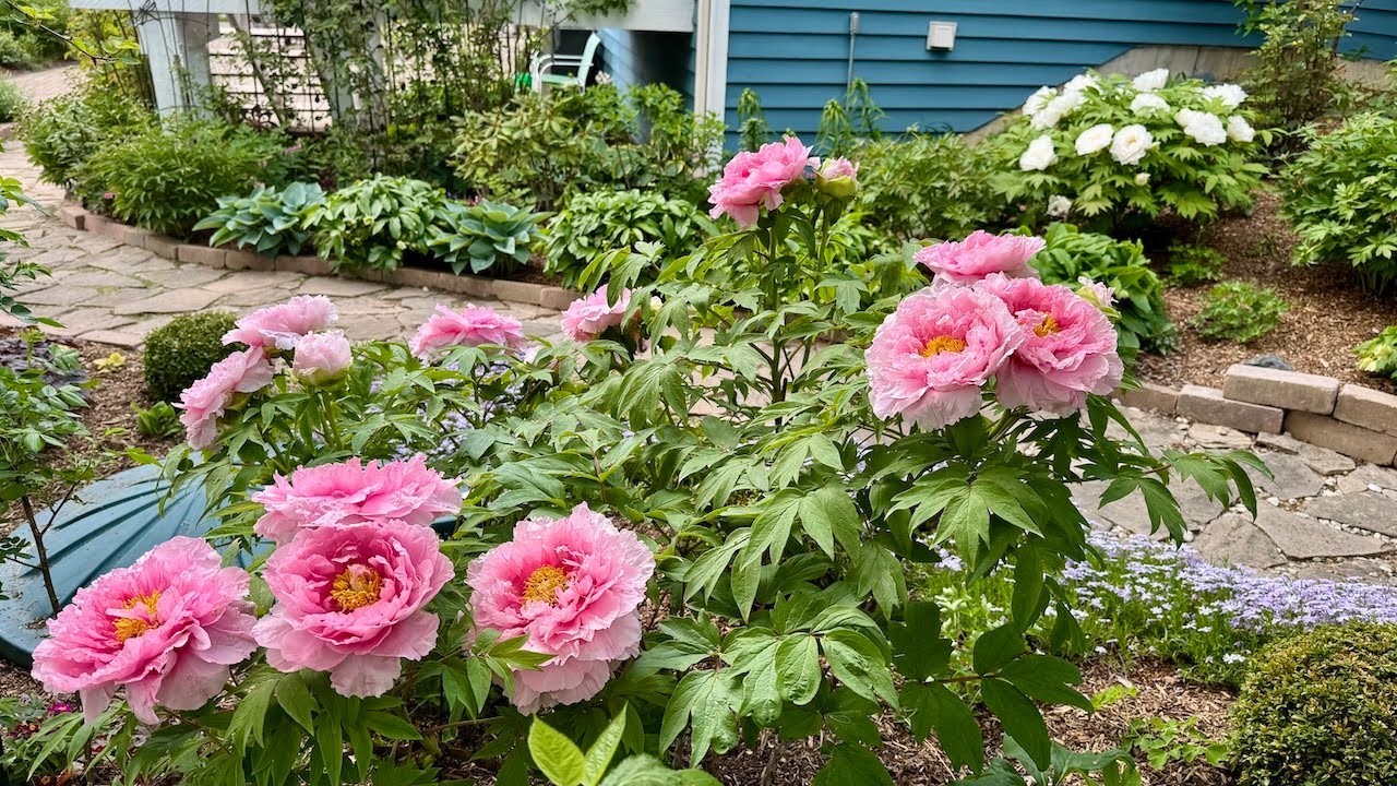 My Beautiful Garden: A Mid-May Showcase, 2025 - YouTube