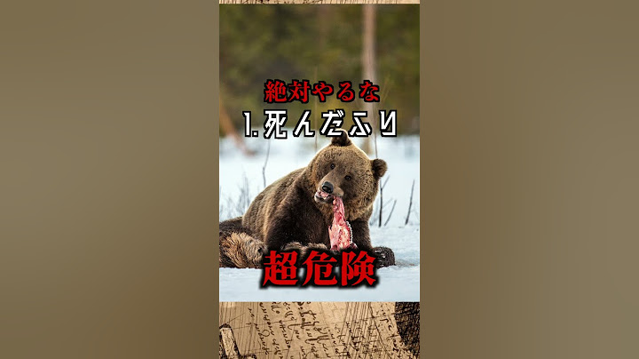 ヒグマに遭遇したら...