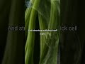 Xylem Cells Water Highways of Plants 💧