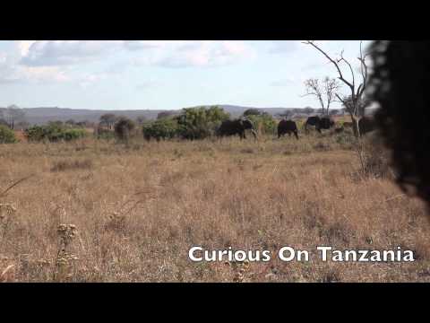 Traveling To Mikumi National Park 