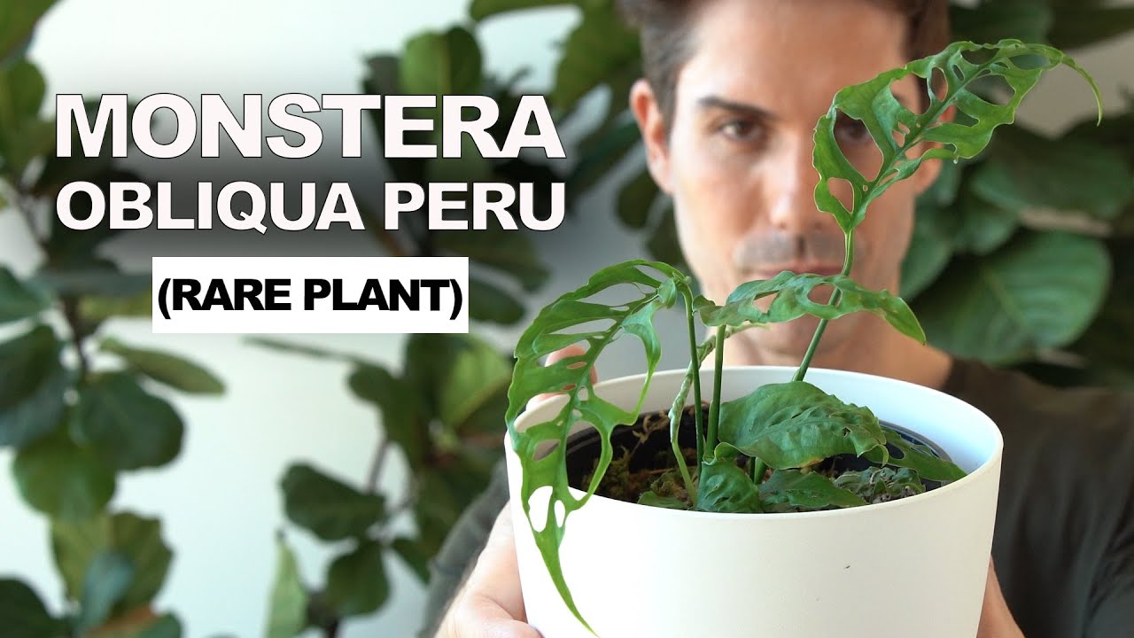 Monstera OBLIQUA PERU, cuidados y experiencia (rareplants) 