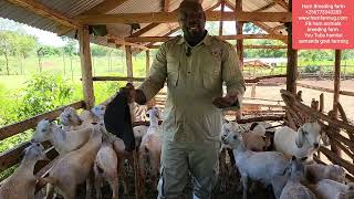 What every farmer must listen to about goats mortalities death