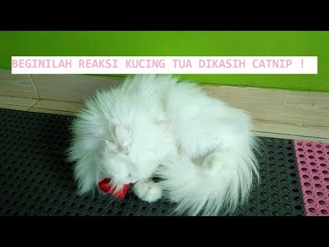 REAKSI KUCING TERHADAP