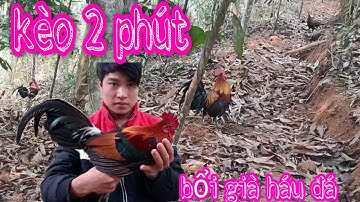 bẫy gà rừng- tập 1: bổi lao nhanh như điện (TAM MT)