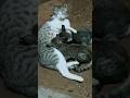 പൂച്ചാണ്ടി 😂 #shortsfeed #comedy   #cat  #shortvideos #trending #shorts
