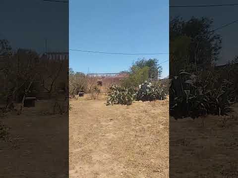 يا ساقي كوبلي نسكر دحك اذا اعجبك الفيديو لا تنسوا اللايك