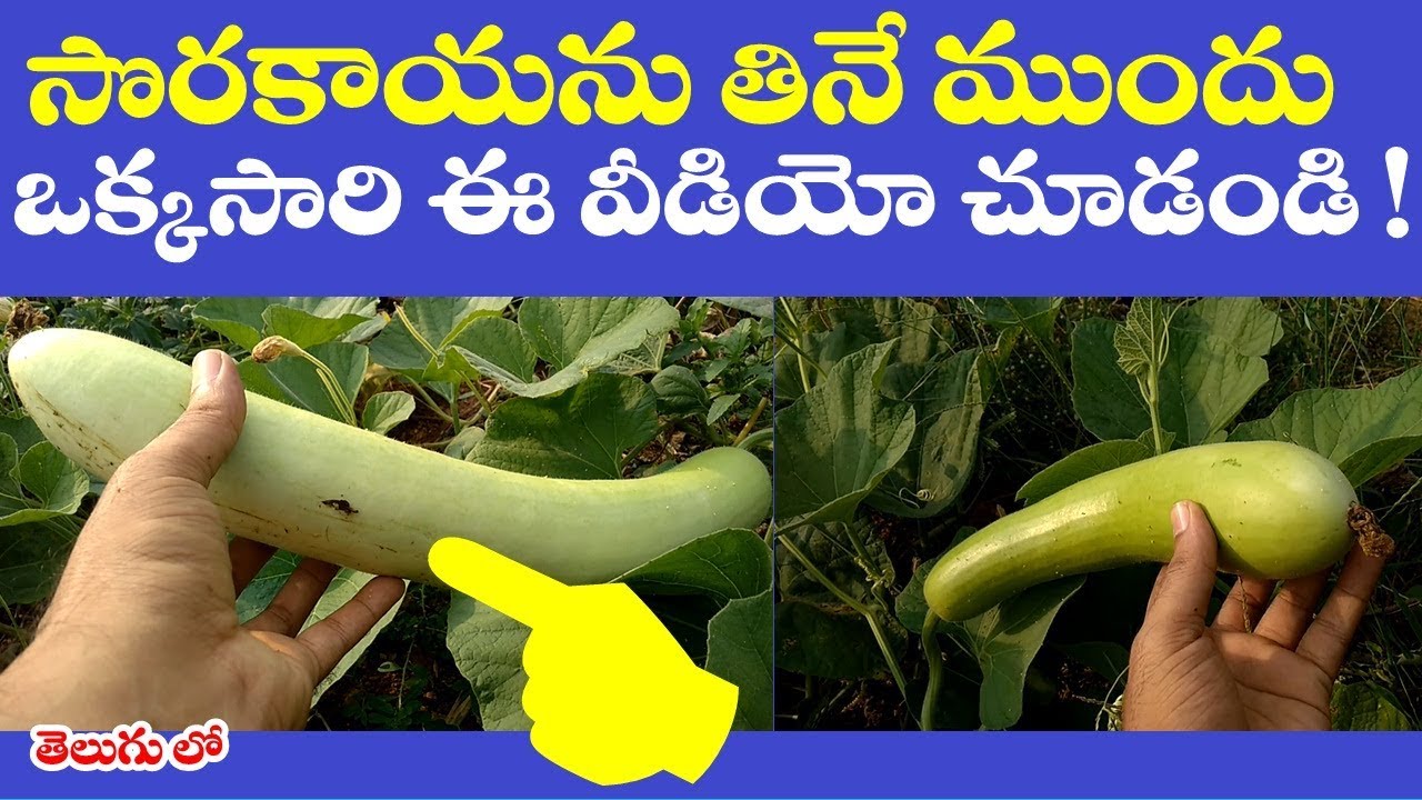 ఇవ అ దర క త ల స న వ ట రహస య ఎవ వర క త ల యద Cardiospermum Halicacabum Or Balloon Vine Plant Youtube ఇవ అ దర క త ల స న వ ట రహస య ఎవ వర క త ల యద Cardiospermum Halicacabum Or Balloon Vine Plant Youtube