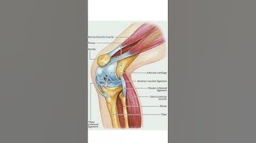 knee joint #anatomy