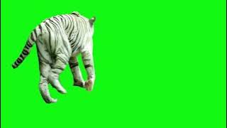 green screen tiger white walking no copyright #greenscreenvideo #nocopyrightgreenscreen