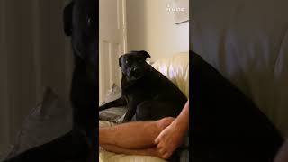 Dog Said ‘Moo’ and Meant It 🐶🐄 | The Cow Impression You Didn’t Know You Needed