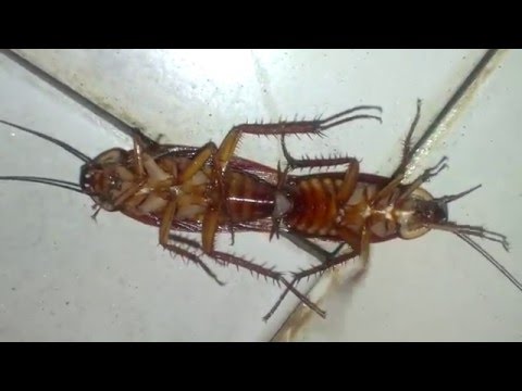 Videó: Csótányok, rovarok: szaporodás, okok és kezelésük módjai