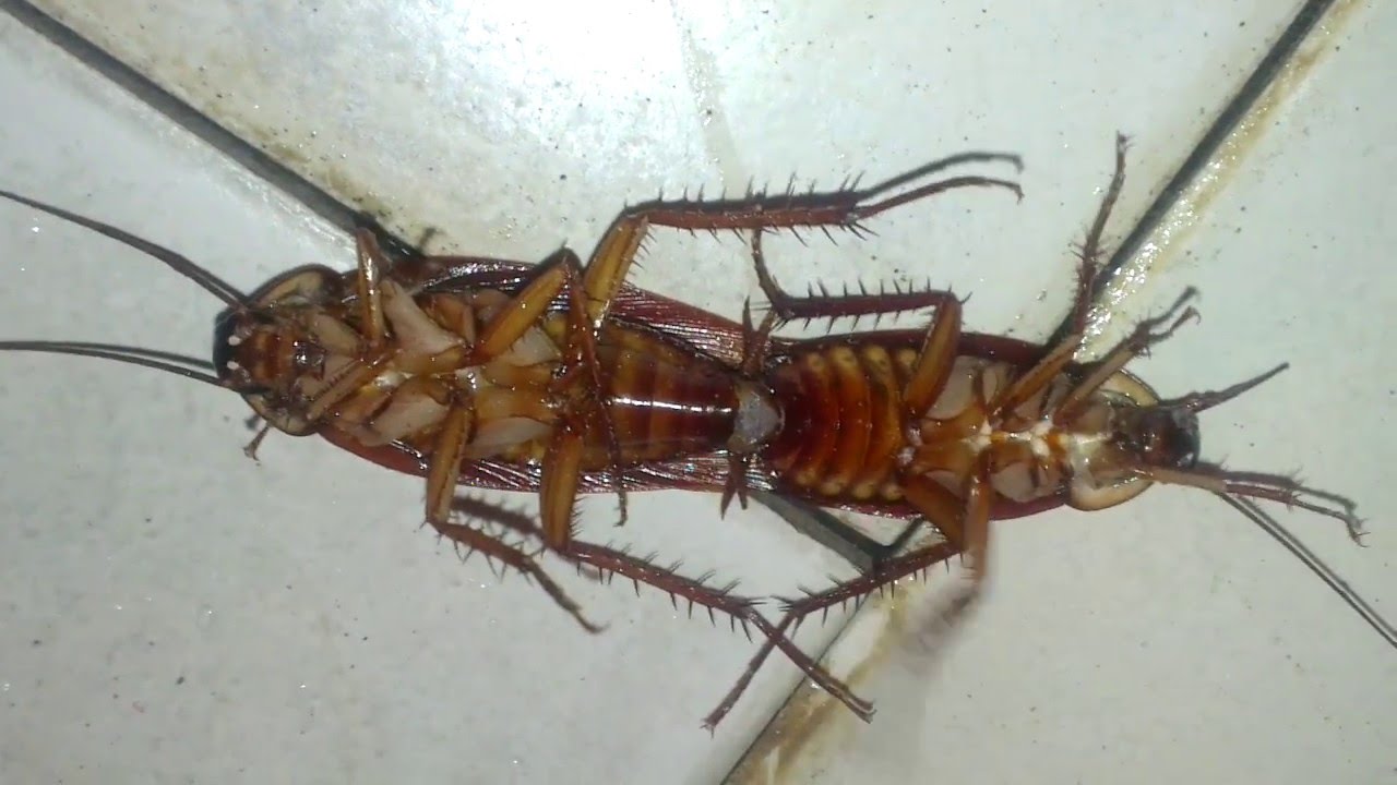 cockroach breeding তেলাপোকার প্রজনন YouTube