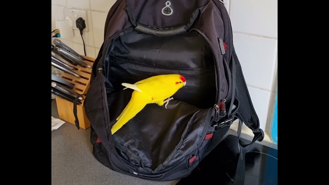 Chocobo - Unpacking The Shopping