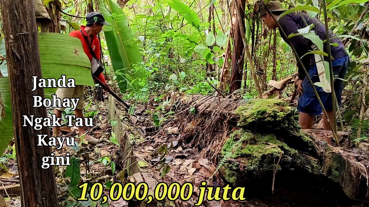 KAMI MENEMUKAN KAYU ULIN YANG HAMPIR MENJADI FOSIL ‼️ Dan Mengolahnya Menjadi Cuan