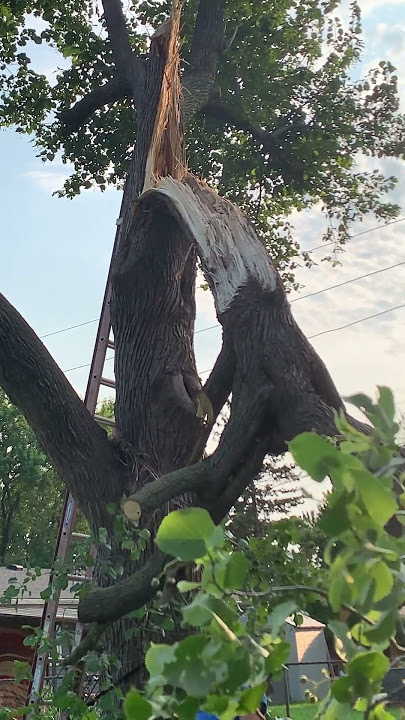 This is how our tree looks after the storms.🥺 #rain #weather ⛈️