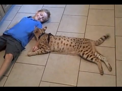 spotted savannah cat