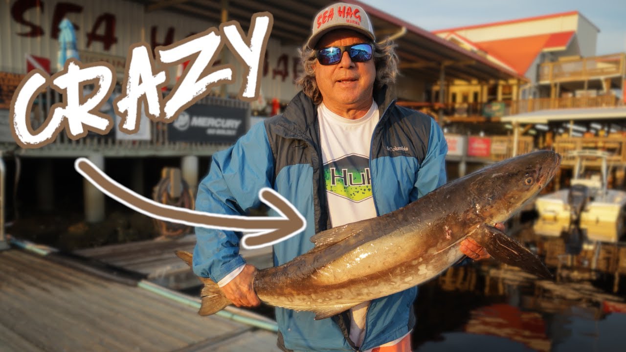 Cobia fishing in Gulf of Mexico out of the Gamefish 25 YouTube