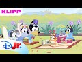 💙 Heste-bryllup | Bluey | Disney Junior Norge