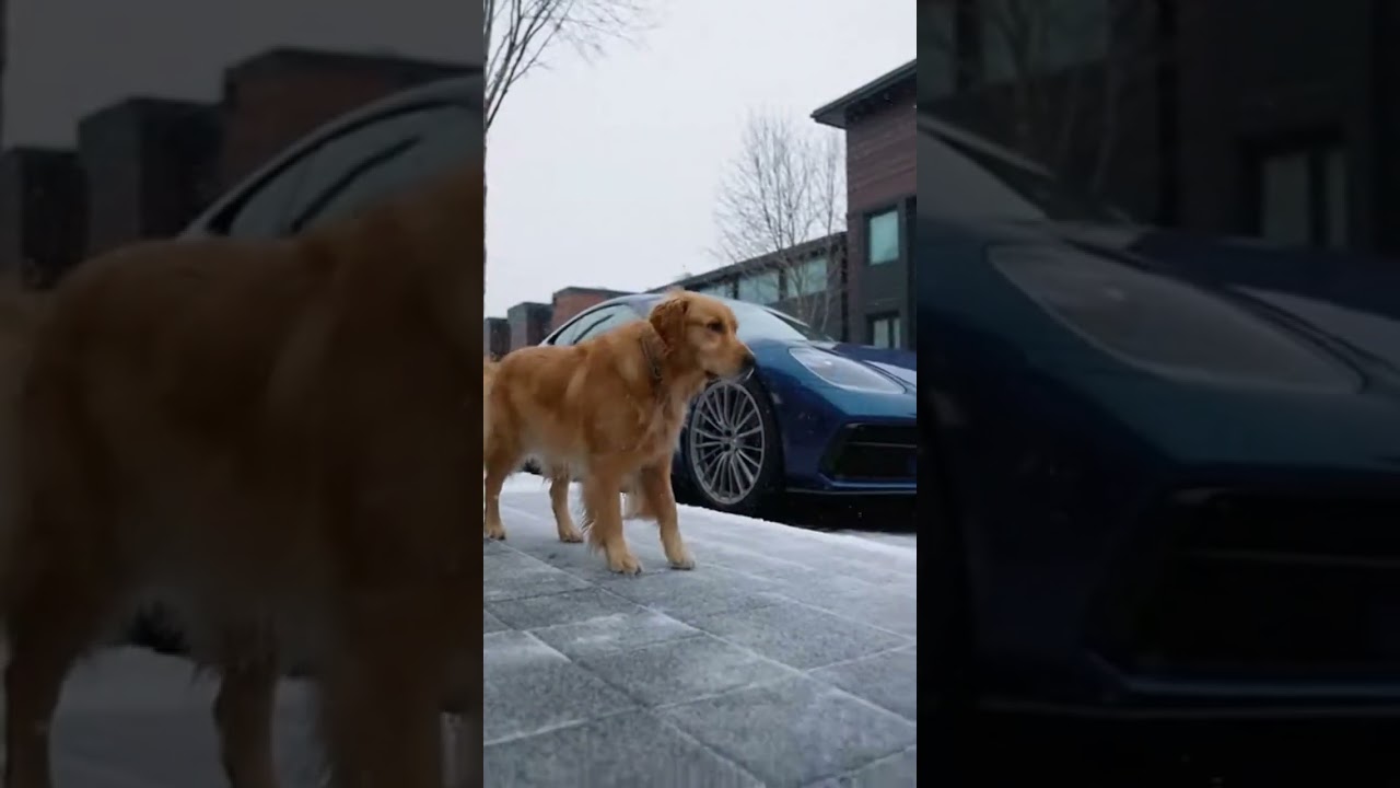 A Homeless Dog's Filthy Revenge on a Rich Man's Spotless Supercar.