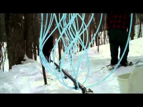 Our First Sap Ladder - YouTube sap tree diagram 