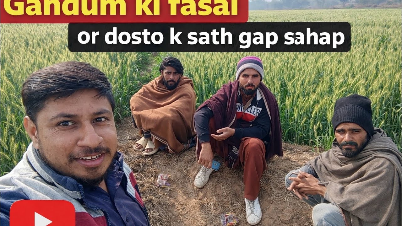 Gandum ki Fasal 🌾 | Dosto ke Sath Gap Shap Gandum ke Khet | Dosto ke Sath Yaadein