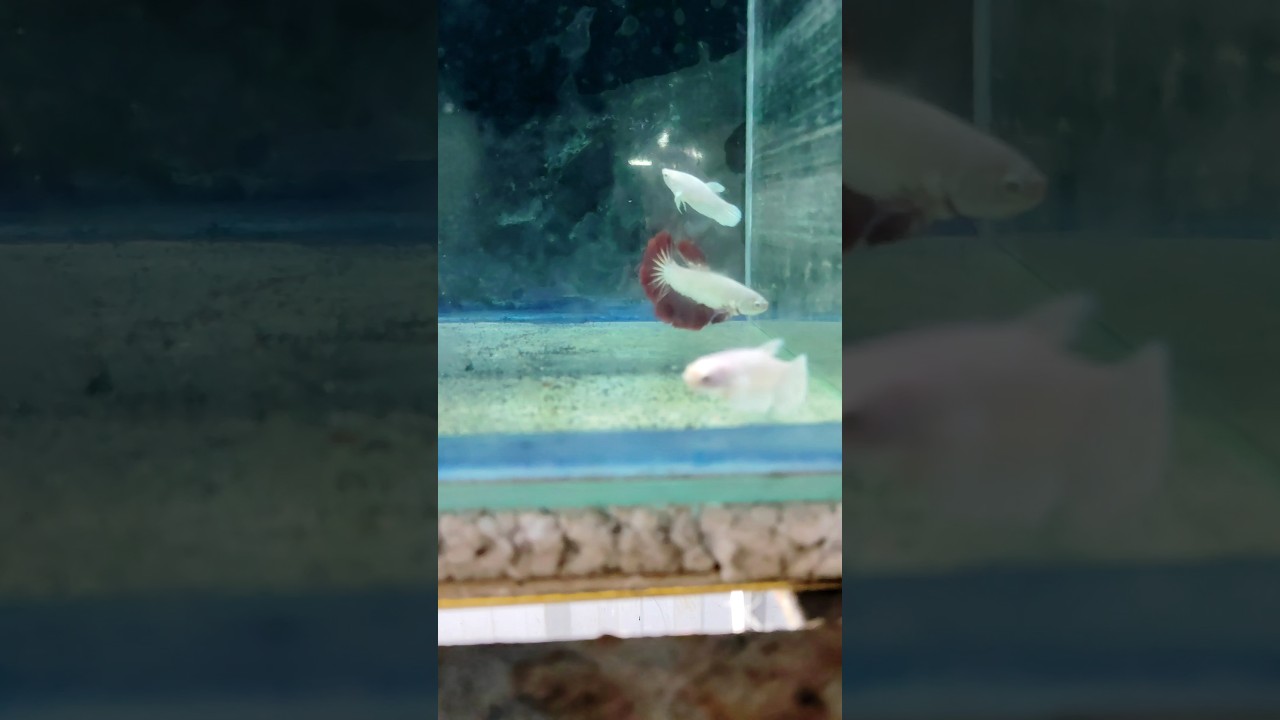 BETTA FISH FOR SALE IN 50% OFF 🤯 