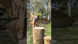 Sway the Eurasian Eagle Owl sounds terrifying in slow motion! #eurasianeagleowl #eagleowl #owl