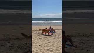 People On The Beach Think We Are Bad Parents . We Are Not . We Have A System. 🐕👶🏖️