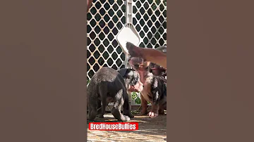 They Got The BathTime Shivers Americanbullykennel 