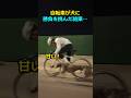 犬に自転車が挑んだ結果…#shorts #グレイハウンド