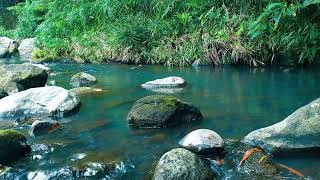 River Flow &amp; Forest Birds Chirping - Gentle Nature Sounds ASMR for Sleep &amp; Meditation 3 Hours #1