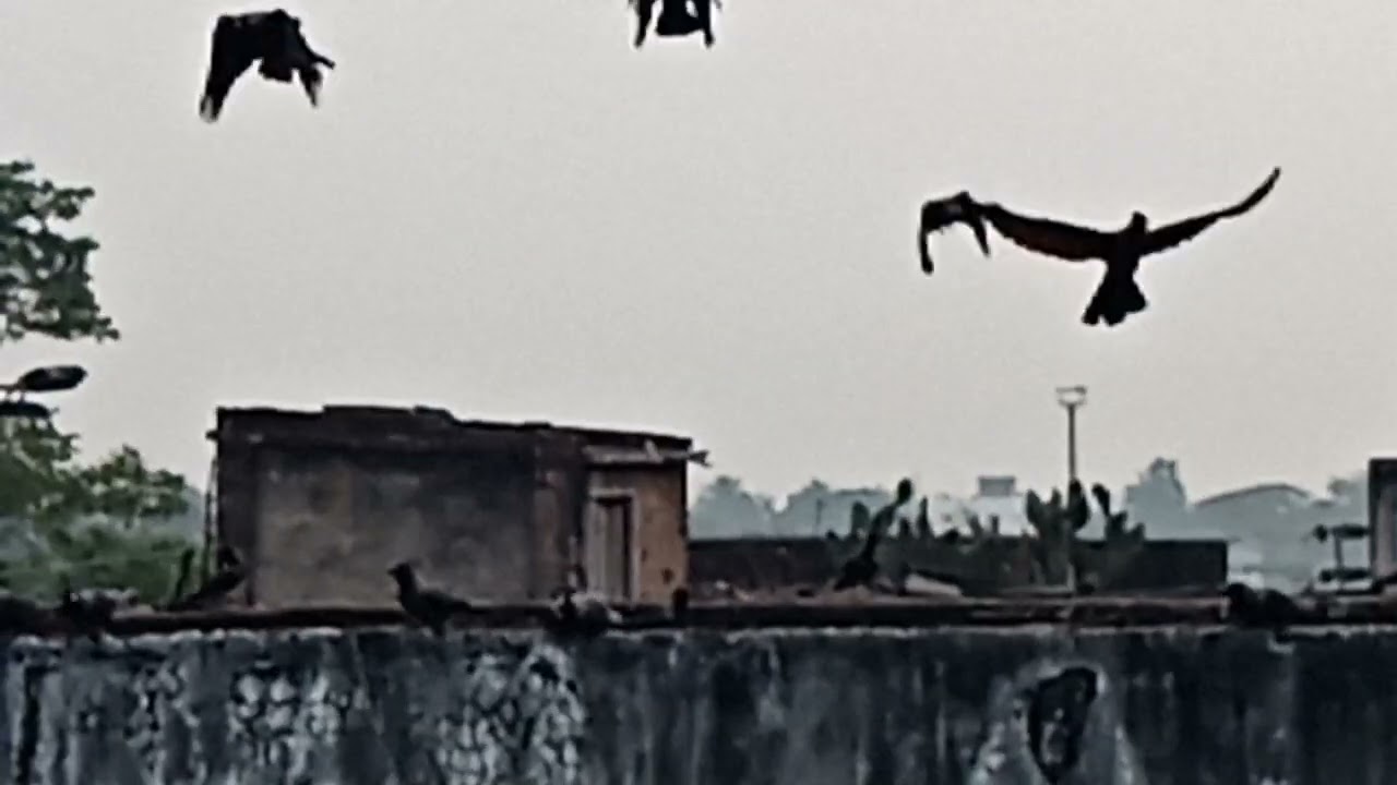 Indian House Crow sound | kaker Dak ...