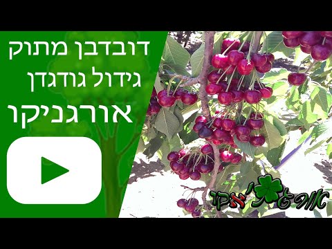 וִידֵאוֹ: גידול פריחת הדובדבן