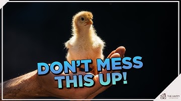 A Masterclass on Raising Baby Chicks the Right Way