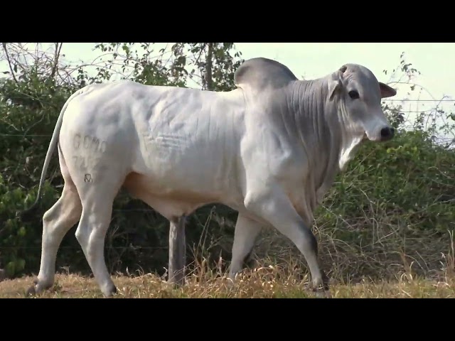Lote 13   Leilão Especial Nelore Três Irmãos