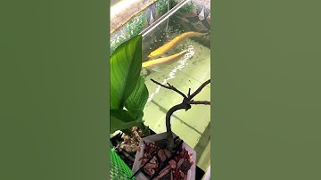 Từ ao lên bắt cặp sẵn nên không đánh nhau | Cá rồng ngân long abino đang cặp kê #abino #carong