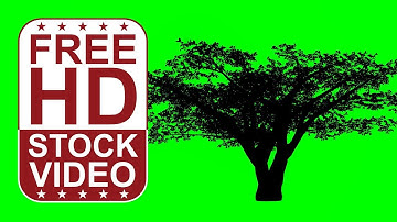 Free Stock Videos – animated cherry tree silhouette on green screen with random wind effect