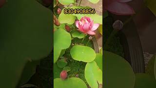 Liangli lotus tuber available ❤️8304908856❤️My Petal Palace