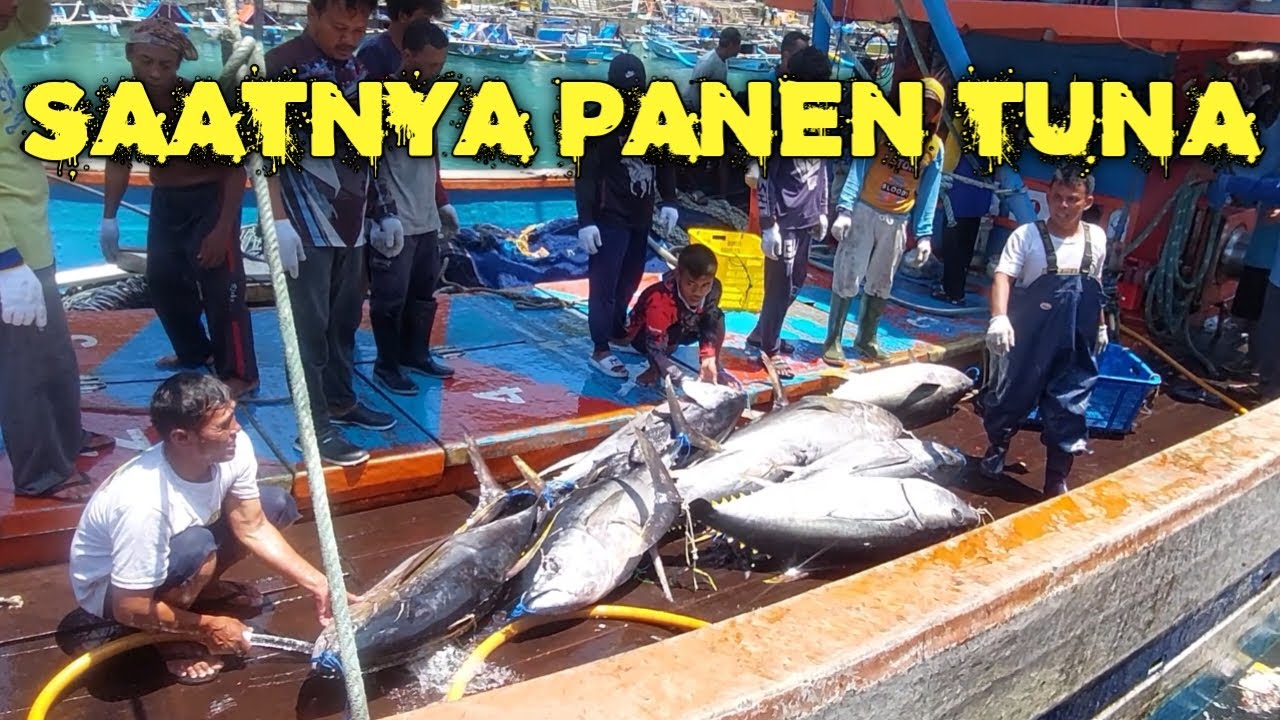 TUNA TENGGIRI MELIMPAH, PELABUHAN SADENG GUNUNG KIDUL