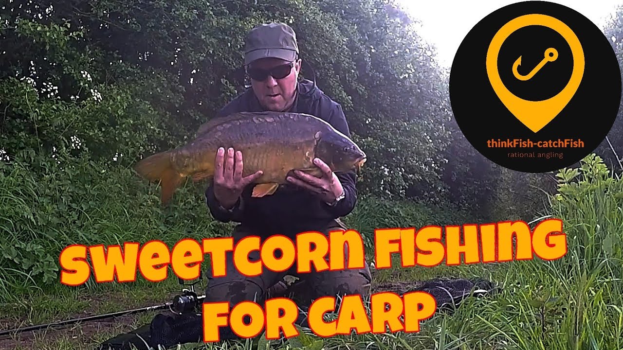 Sweetcorn Fishing For Carp YouTube