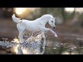 Breyer photos 2017 Breyer photos 2017
