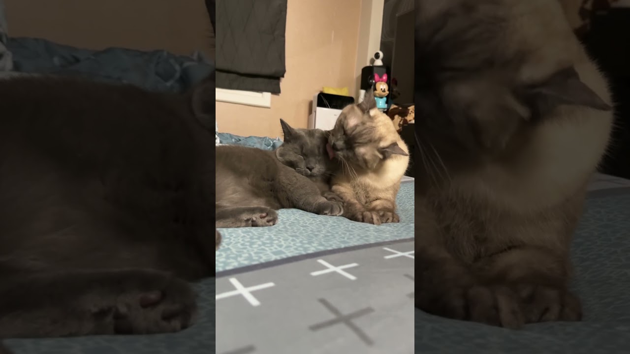 เค้ารักกัน #cat #แมว #cute #cutecat #funnycats #kitten #pets #animals #แมวถังแก๊ส #meow