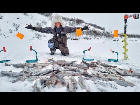 НАЛОВИЛ АЖ ДУРНО! МЕШОК РЫБЫ КАЖДЫЙ! ЭТО СЕВЕРНАЯ РЫБАЛКА! Рыбалка в Заполярье часть 8