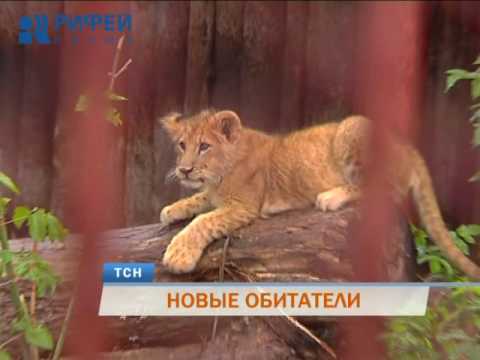 В Пермском зоопарке поселился трехмесячный львенок Ричи