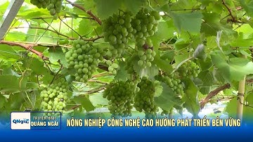 Nông nghiệp công nghệ cao hướng phát triển bền vững | QNgTV