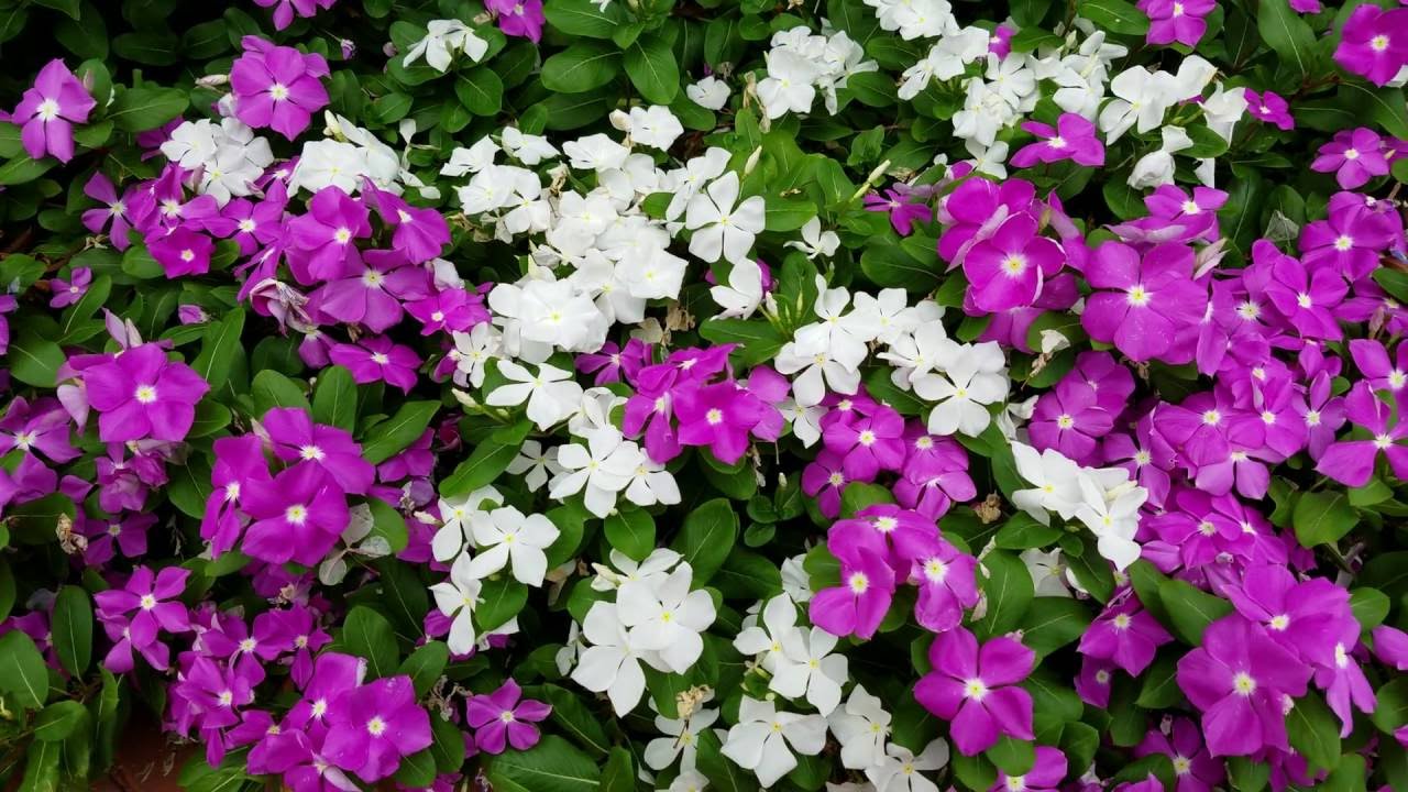 Testing 4K UHD HDR Samsung S7 Edge Camera